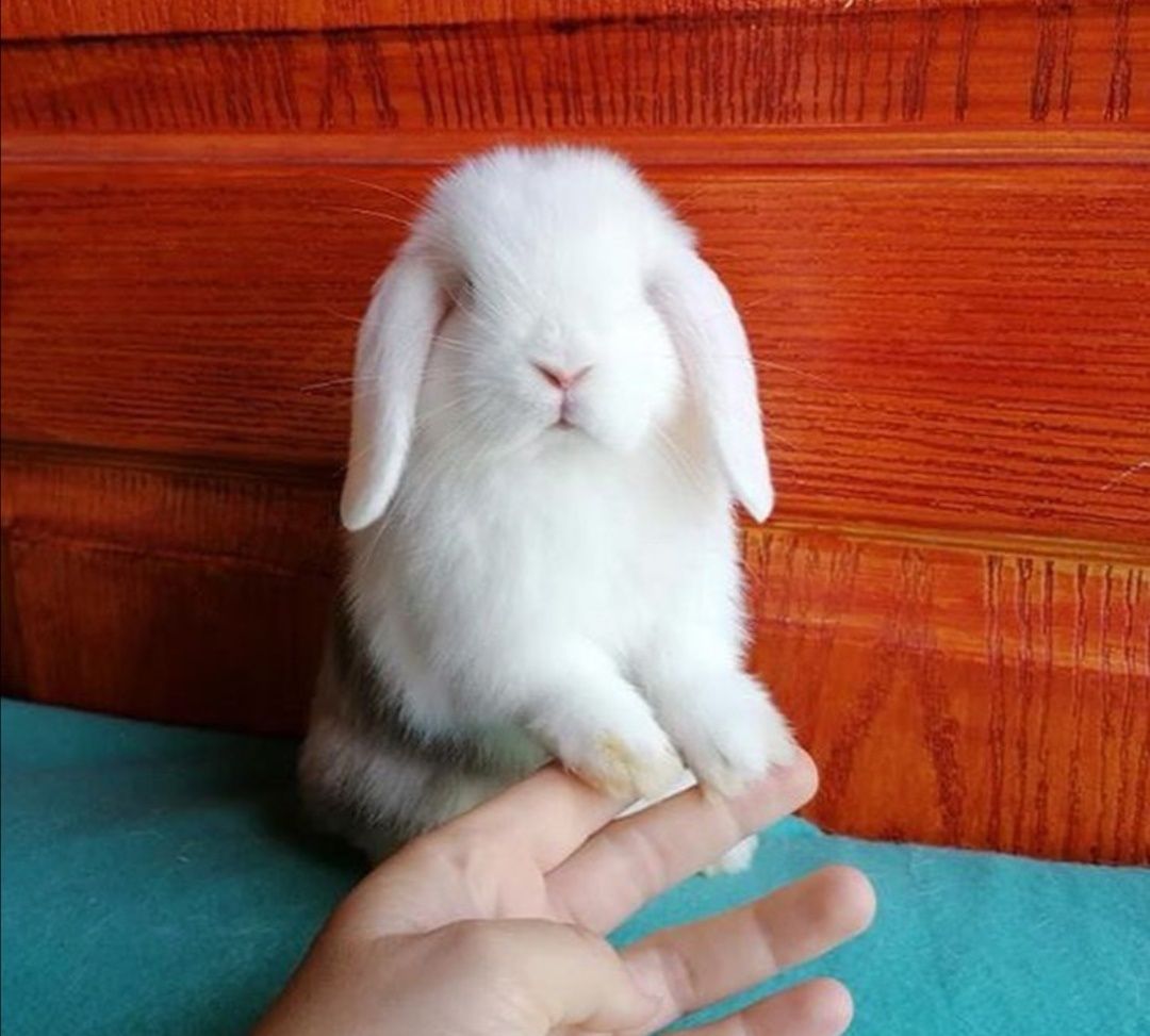 KIT Coelhos anões orelhudos, mini lop super inteligentes e dóceis