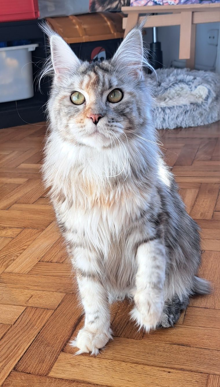 Kotka maine coon 1.5roku pohodowlana FPL