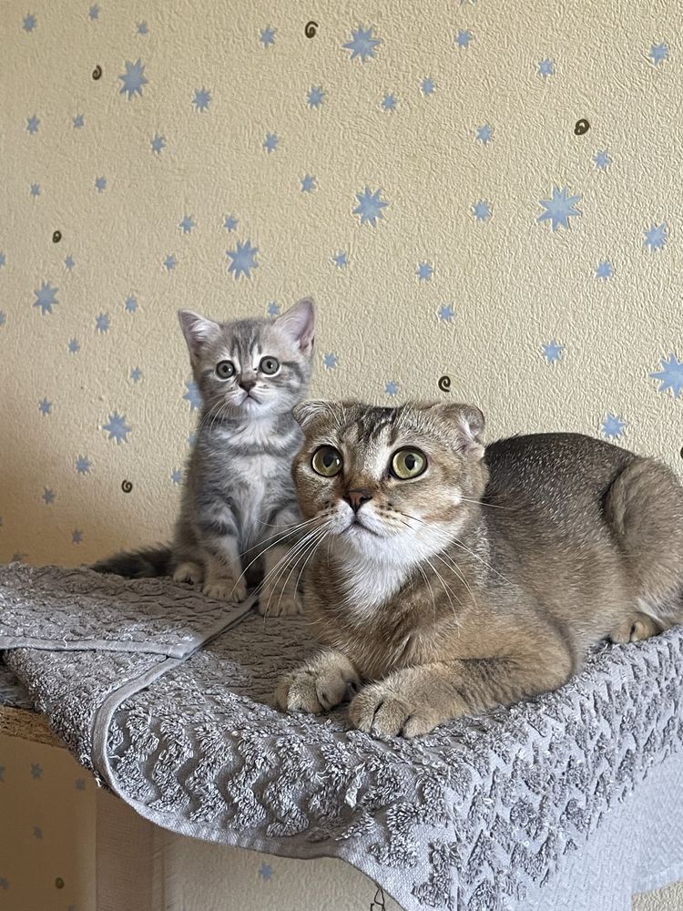 Шотланська прямовуха