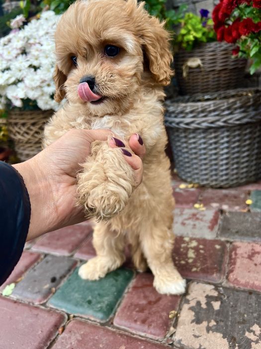 Хлопчик кавапу ф1