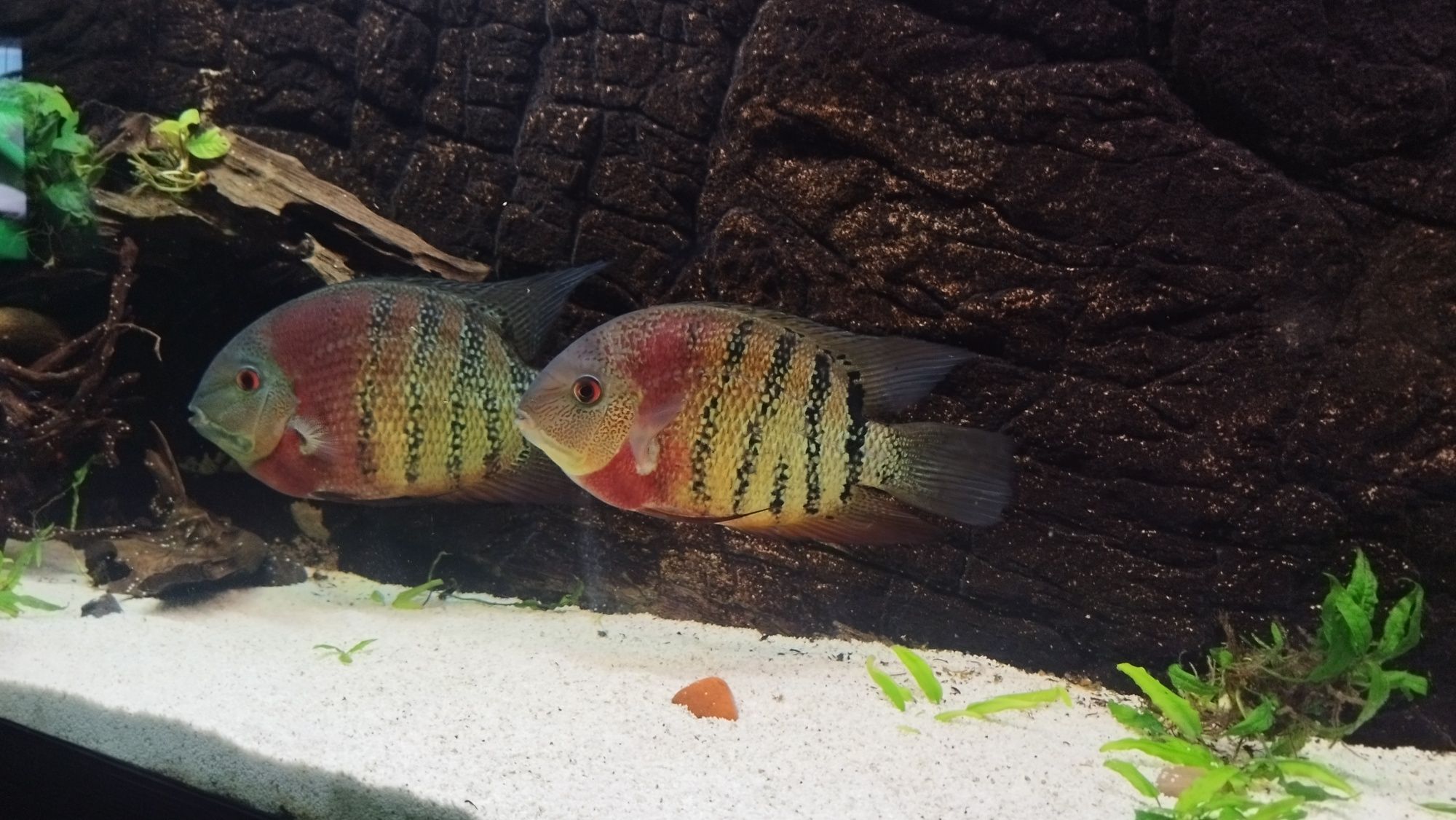 Severum ( Heros Rio Curare)