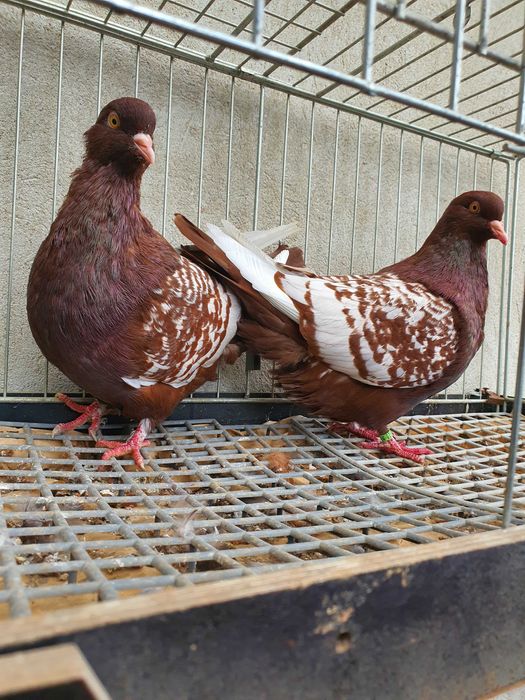 Ryś polski gołębie rysie