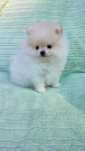 Szpic minaturowy pomeranian piesek