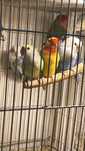 Aves para venda  para desocupar desistencia do hobby