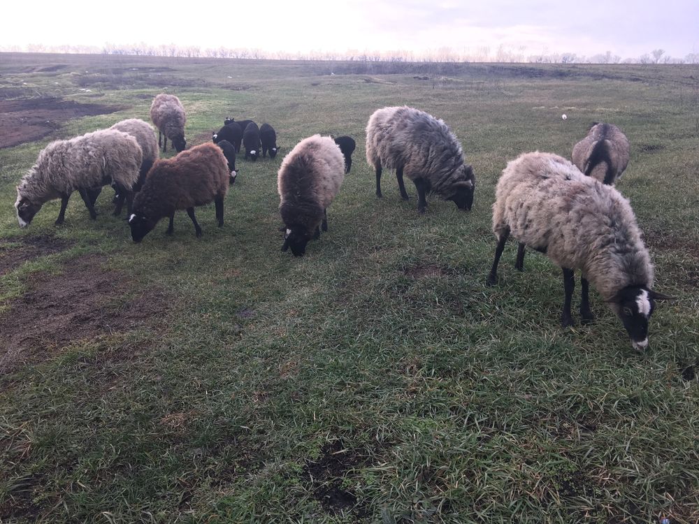 Продаються вівці/ягнята романовської породи.