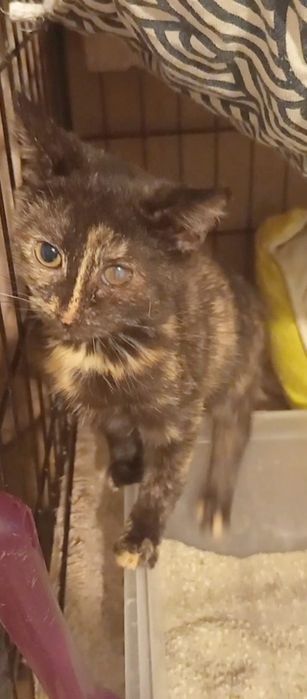 Mała kotka szuka domu niewychodzacego