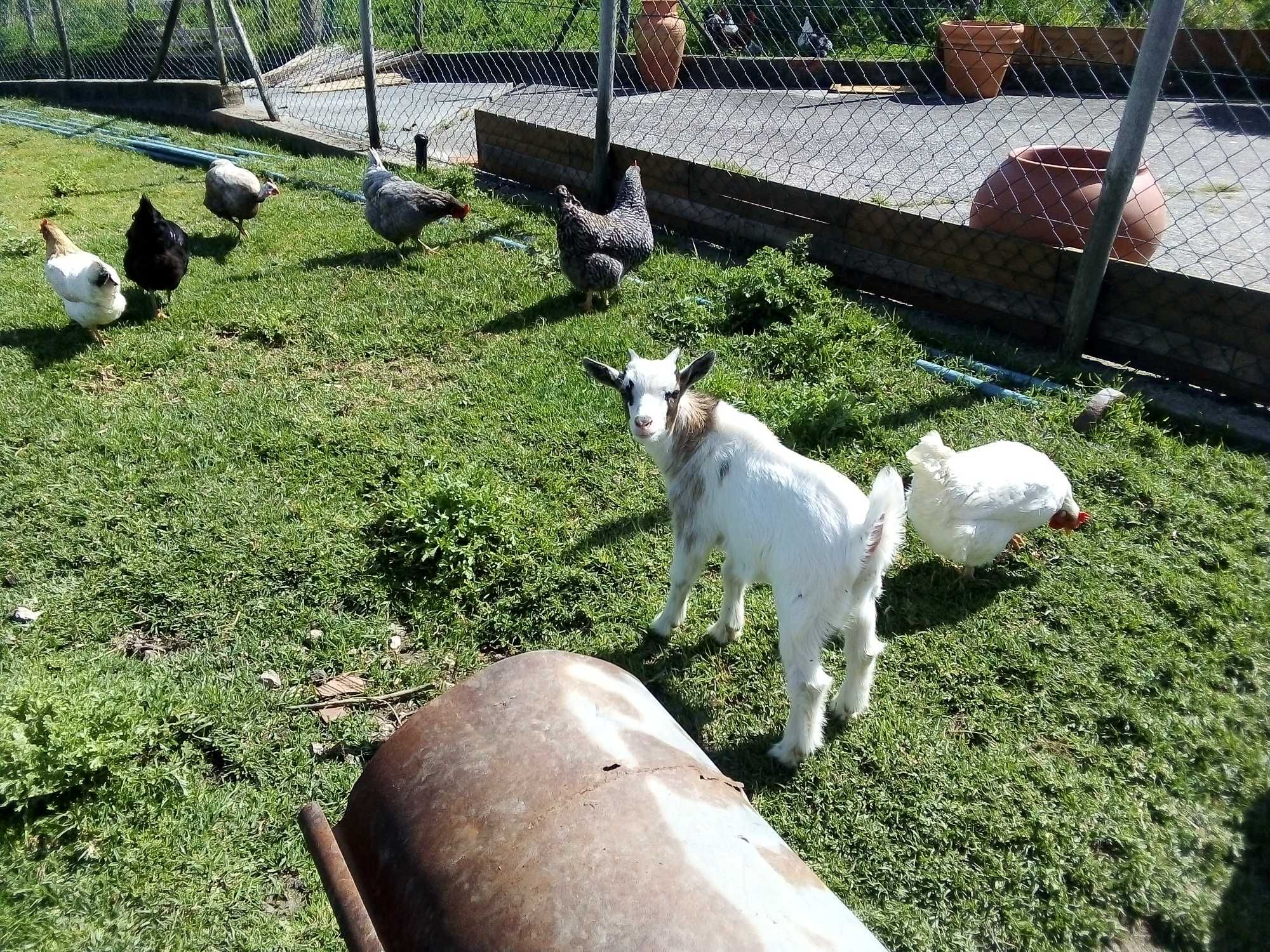 Cabrito Anão macho venda ou troca