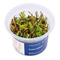 Rotala Wallichii invitro MASSON