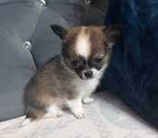 Piesek Chihuahua