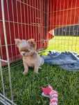 Sprzedam pieska Chihuahua