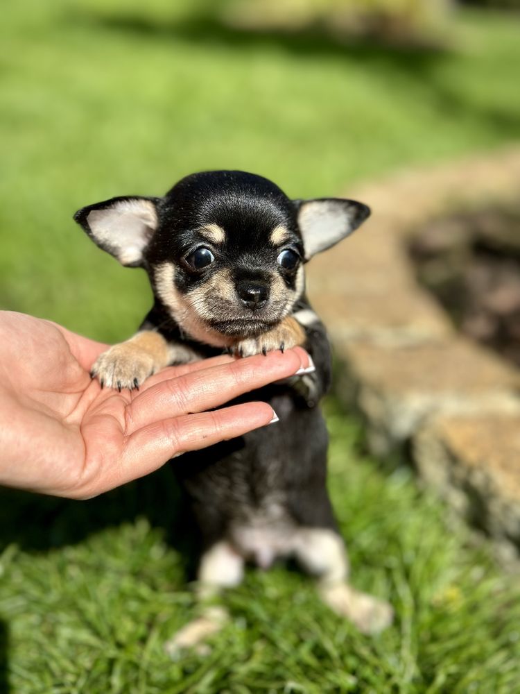 Chihuahua krótkowłosy PIESEK tricolor