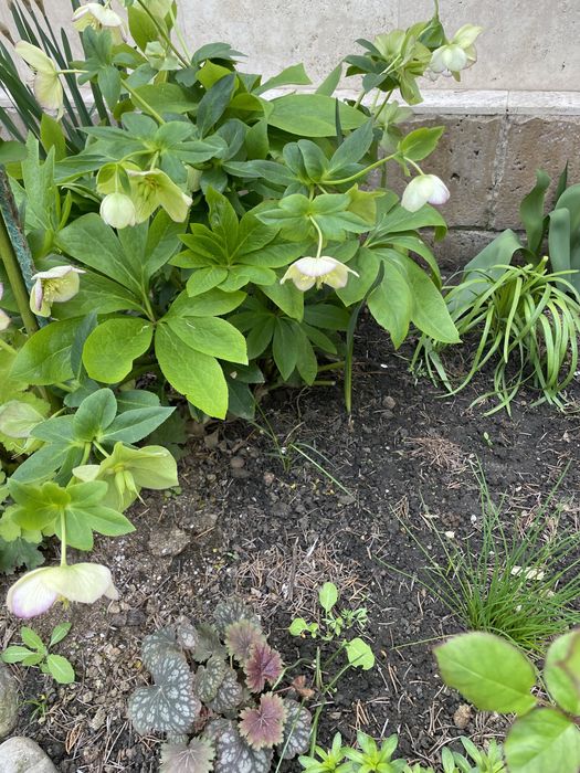 морозник кавказский