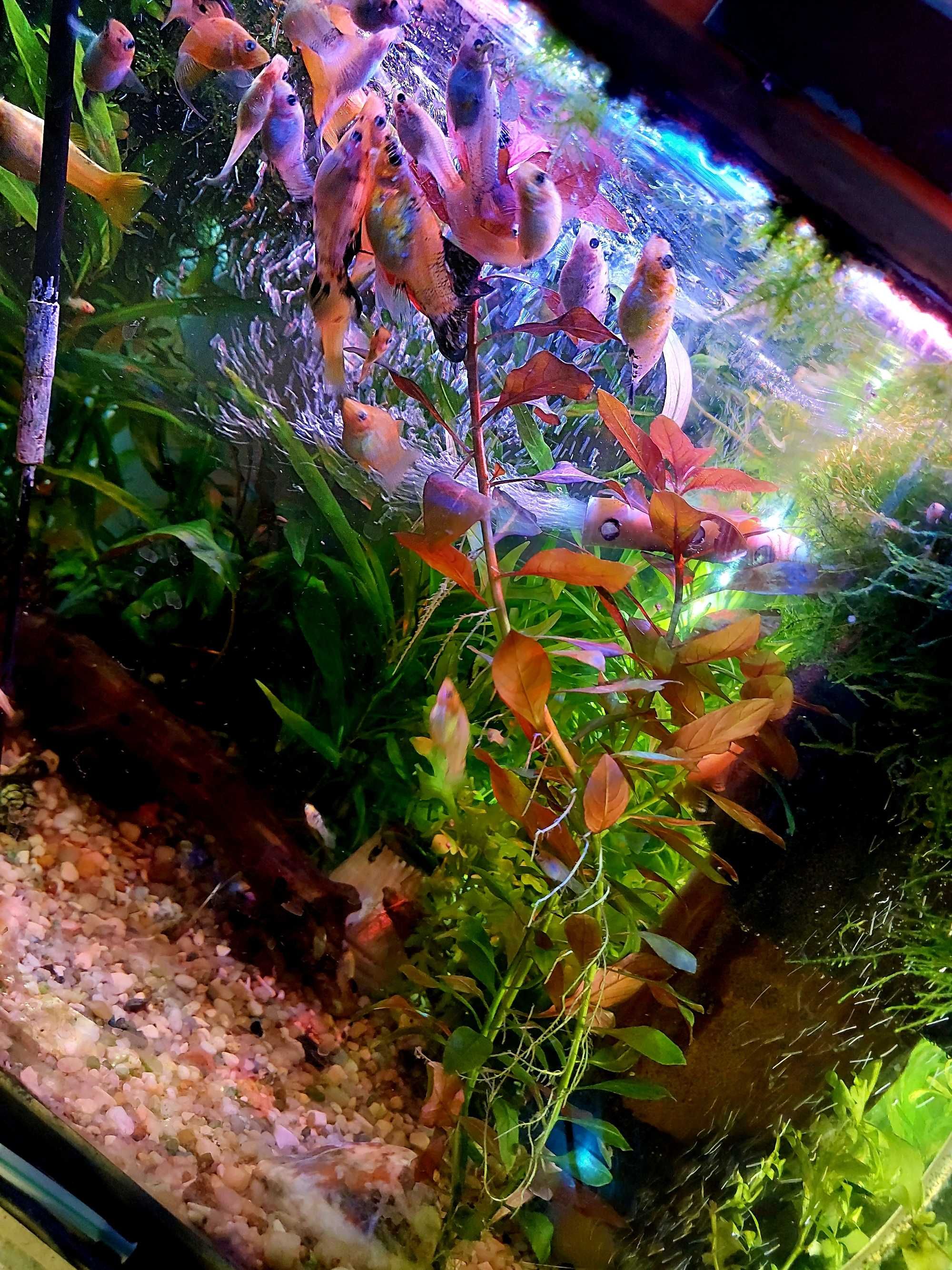 Ludwigia Rubin - Rośliny akwariowe- TANIO