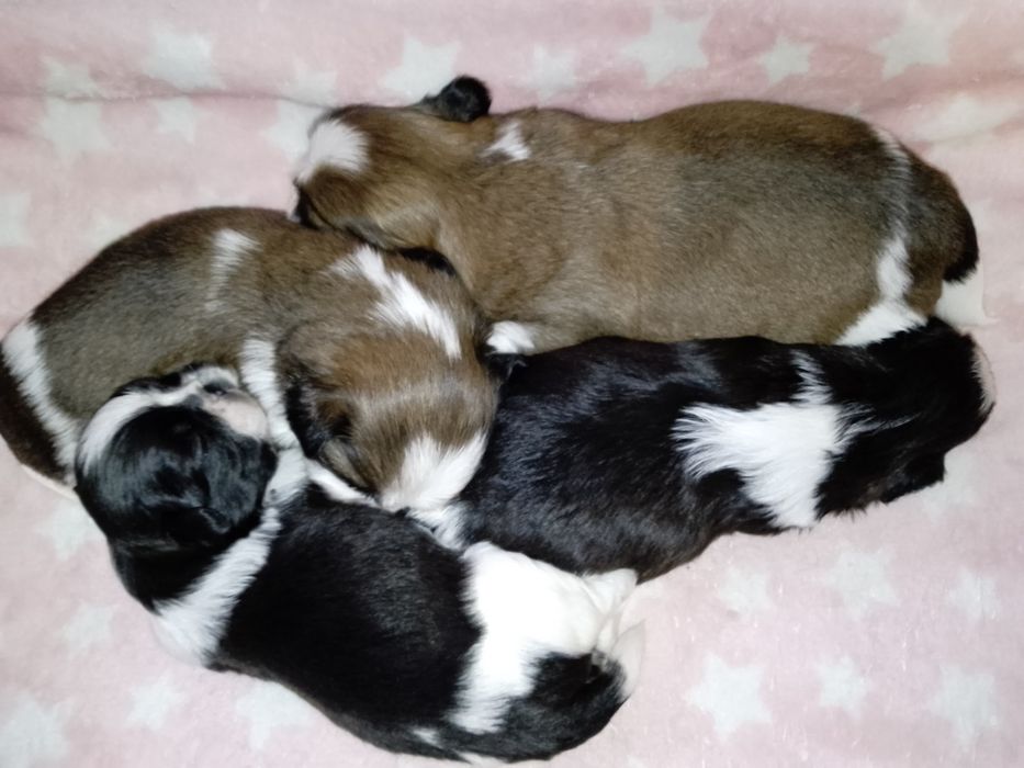 Щенки Ши-Тцу с родословной ,