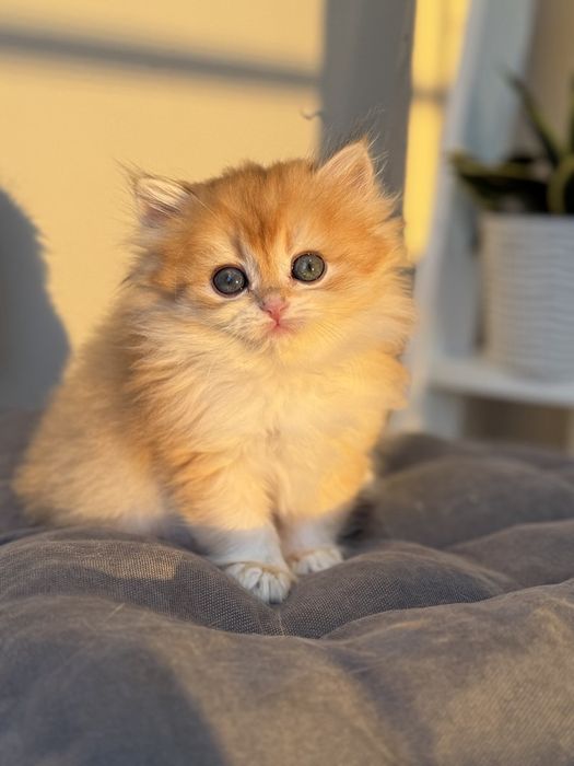 Котята британцы золотая шиншилла
Предл