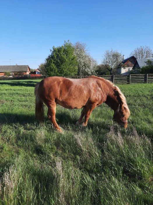 Продам кобилу, 9 років