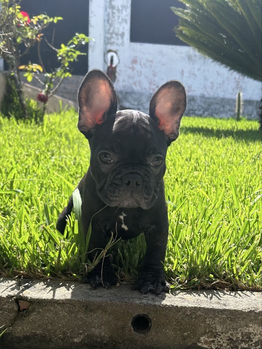 Bulldog frances Menina