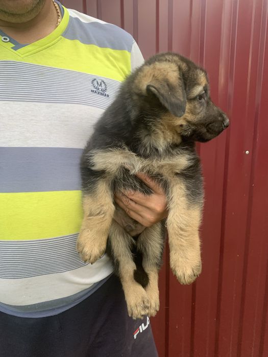 Продам цуценят Німецької вівчарки