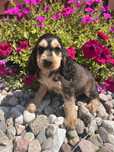 Cocker spaniel angielski sunia sobolowa