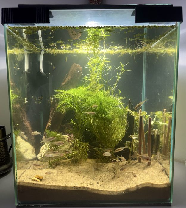 Piękne gotowe Akwarium kostka do 35l , LED pcv pokrywa rosliny ryby !