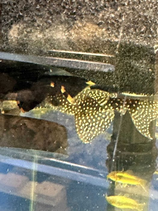 Glonojad L136 zbrojnik