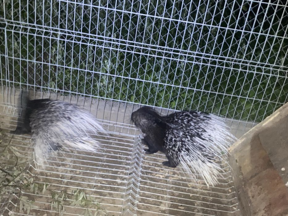 Jeżozwierz jeżozwierze mini zoo, para i samice