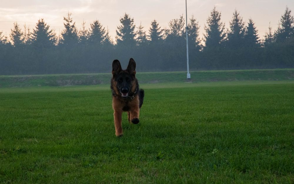 Owczarek Niemiecki FCI