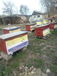 Вулики з бджолами