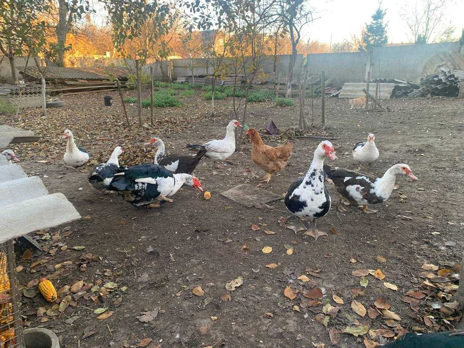 Продаються качки шипуни