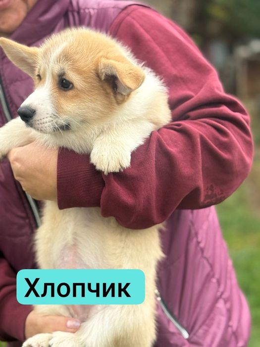 Маленькі коргі з великими серцями