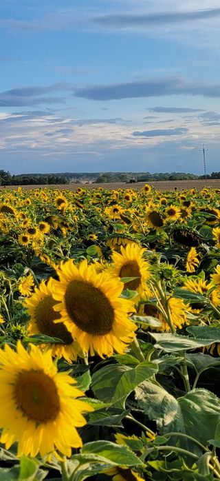 Słonecznik ziarno przewiane karma dla ptaków, drobiu  2025