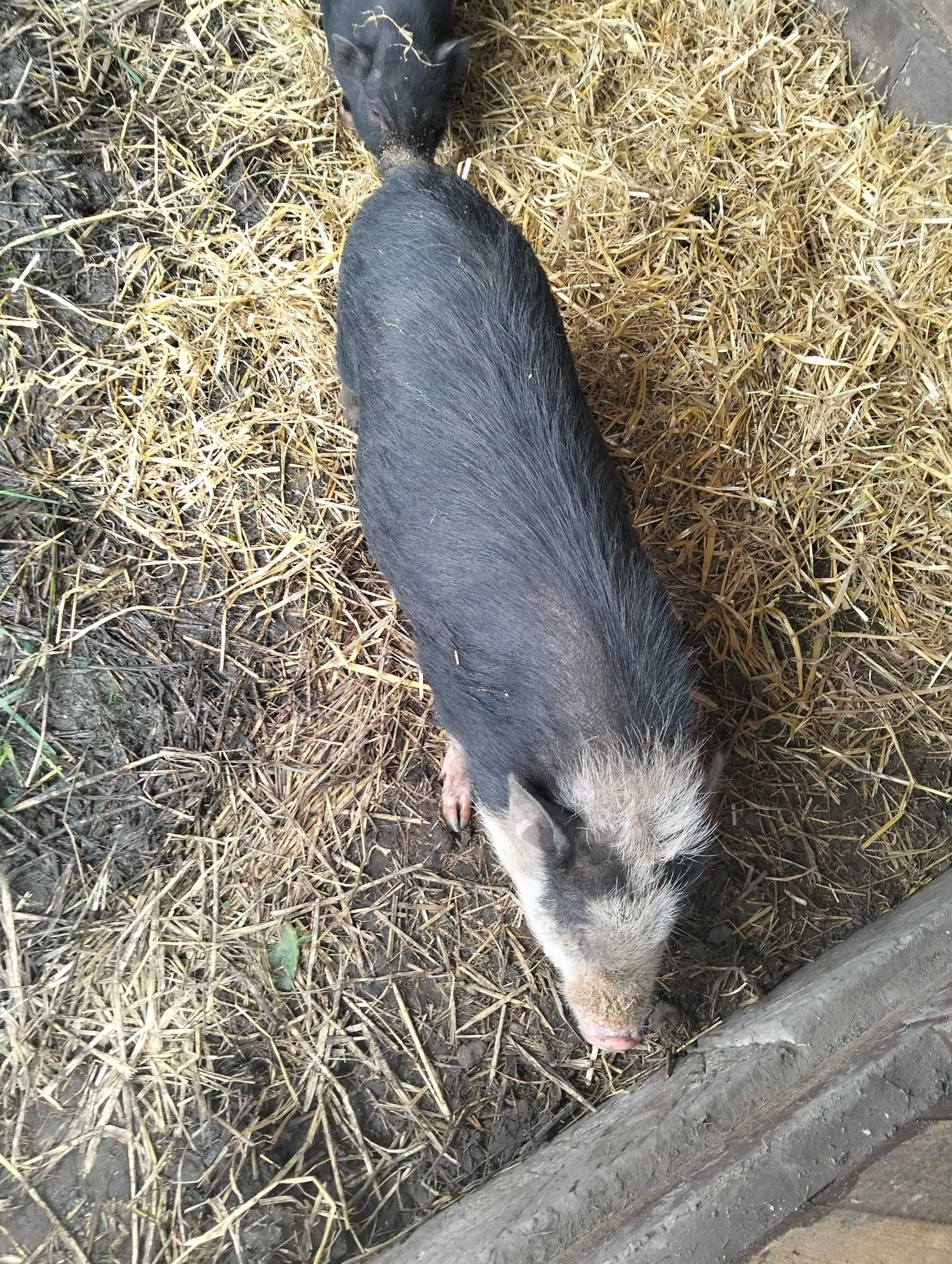 Sprzedam świnki getyńskie