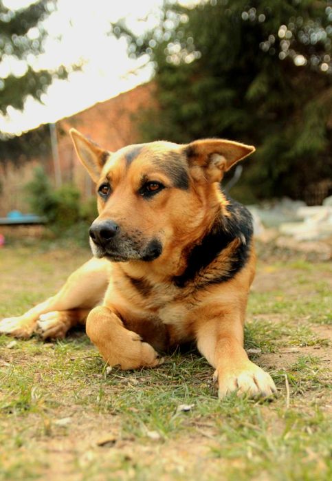 Lubczyk i Tymek pieski w wieku 1-2 lat.w typ.owczarka Asia Majchrz.