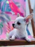 CHIHUAHUA MACHO MUITO PEQUENINO