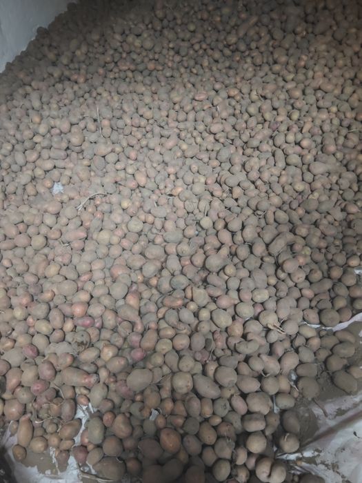 Продам домашню картоплю