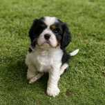 Cavalier King Charles Spaniel