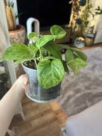 Pothos Epipremnum 'Marble Queen' -pstrokate