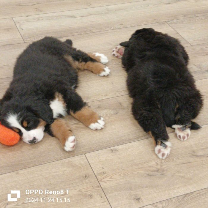 Berneński Pies Pasterski ZKwP/FCI