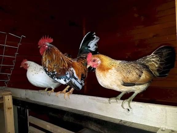 Капликові півні