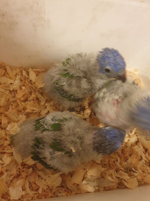 Loris molucano bebé