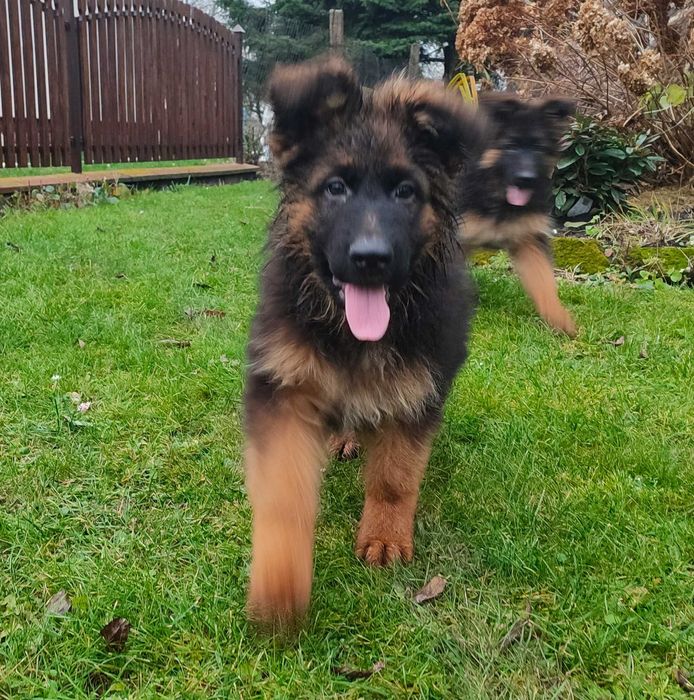 Owczarek niemiecki długowłosy FCI piesek 2 miesiące