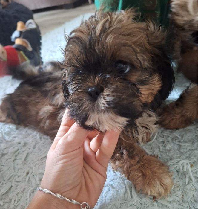 Dafiś unikatowy chlopczyk shih tzu szuka domu