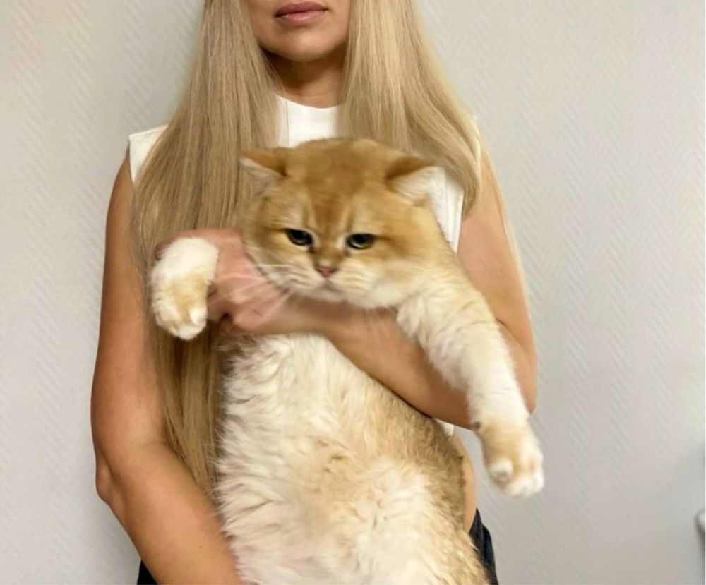 Kicia brytyjska do odbioru