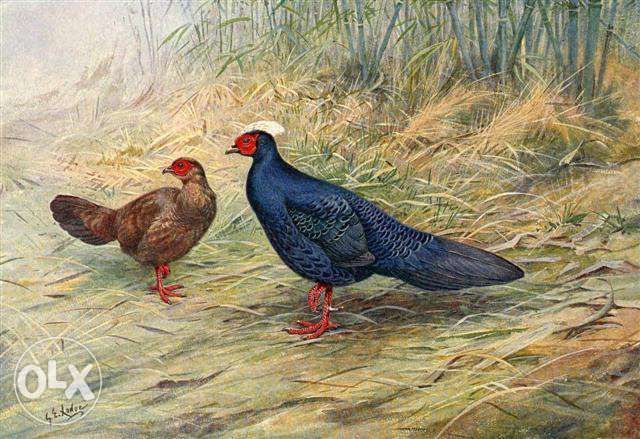 BAŻANTY   reprint XIX w. grafiki do wystroju wnętrz