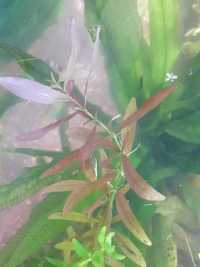 Rotala okrągłolistna (Rotala rotundifolia) – roślina akwariowa