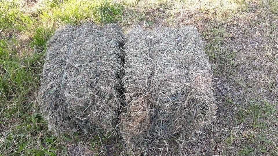 Siano kostka tegoroczne