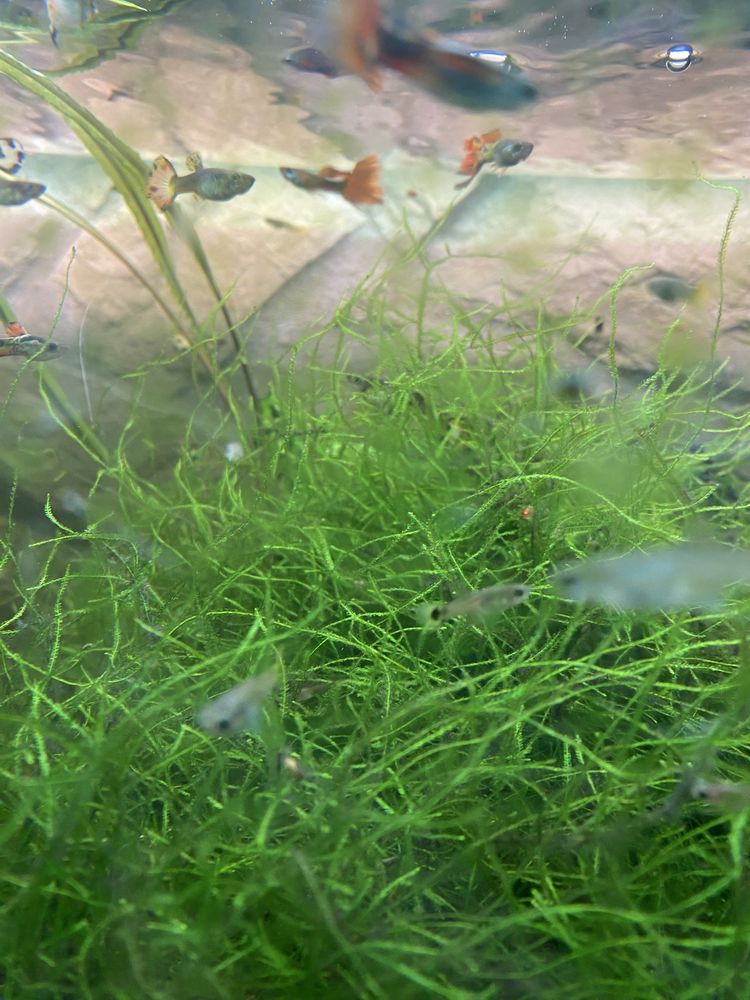 Aquario plantado Juwel Rio 125l preto / branco e filtro externo Eheim