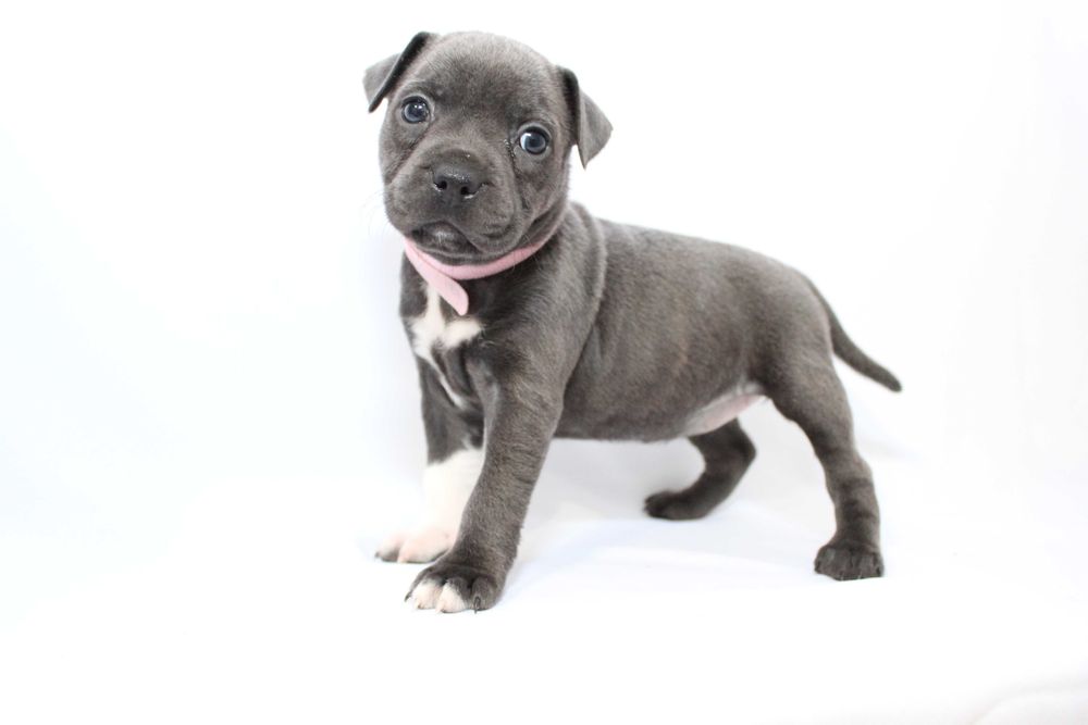 Staffordshire Bull Terrier blue Stafik