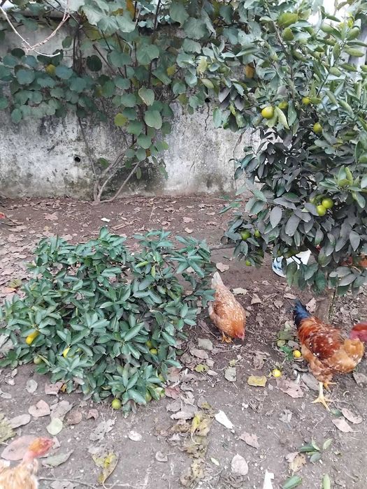 Lima 100 % Biológica