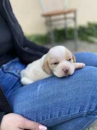 Szczeniak beagle bicolor